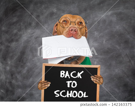 Cute brown dog sits by chalkboard Cute brown dog sits by chalkboard 142163375