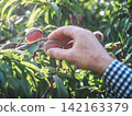 Hand picking a ripe peach 142163379