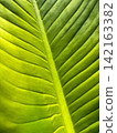 Close-up of a vibrant green tropical palm leaf 142163382