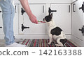 Man feeds his dog a healthy meal 142163388