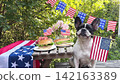 Cute dog and American flags 142163389