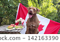 Cute dog and Canadian flag 142163390