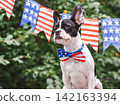 Charming puppy and a bow tie. Closeup 142163394