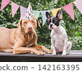 Cute puppy, adorable dog, stretched holiday flags 142163395