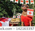 Cute dog, Canadian Flag and two delicious hamburgers 142163397