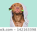 Cute dog, towel and toothbrush. Studio shot 142163398