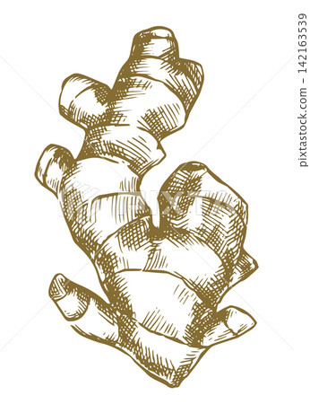 Ginger root, vintage vector illustration. Hand-drawn sketch. Ginger root, vintage vector illustration. Hand-drawn sketch. 142163539