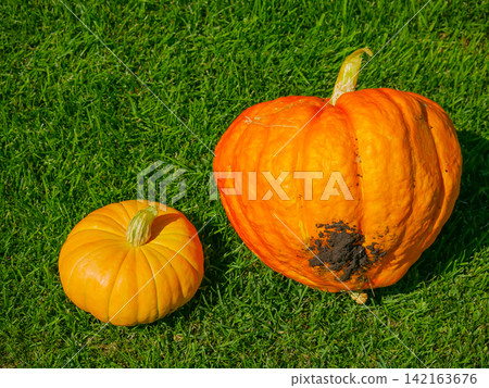 Two orange pumpkins lying on green grass. Harvest festival decoration. Fresh vegetable from garden for autumn holiday like Halloween or Thanksgiving celebration. Organic farm food produce. Two orange pumpkins lying on green grass. Harvest festival decoration. Fresh vegetable from garden for autumn holiday like Halloween or Thanksgiving celebration. Organic farm food produce. 142163676