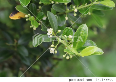 Small white holly flowers blooming in the spring garden Small white holly flowers blooming in the spring garden 142163699