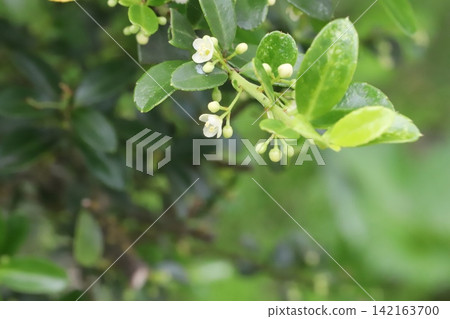 Small white holly flowers blooming in the spring garden Small white holly flowers blooming in the spring garden 142163700