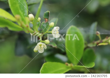 春日花園裡盛開著白色的小冬青花 春日花園裡盛開著白色的小冬青花 142163705