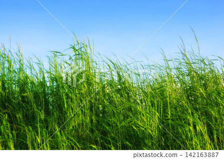 Grass, cornfield and sky in countryside in nature, field and landscape for ecology or sustainability. Green, environment and outdoor for scenery in horizon with bush, peace and rural in Italy Grass, cornfield and sky in countryside in nature, field and landscape for ecology or sustainability. Green, environment and outdoor for scenery in horizon with bush, peace and rural in Italy 142163887