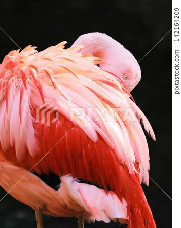 Flamingo Flamingo 142164209