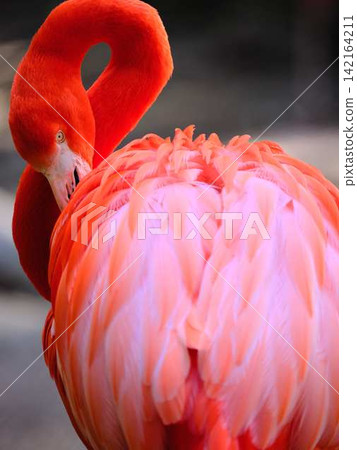 Flamingo Flamingo 142164211