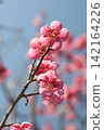 Pink plum blossoms in the blue sky 142164226