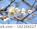 white plum blossom 142164227