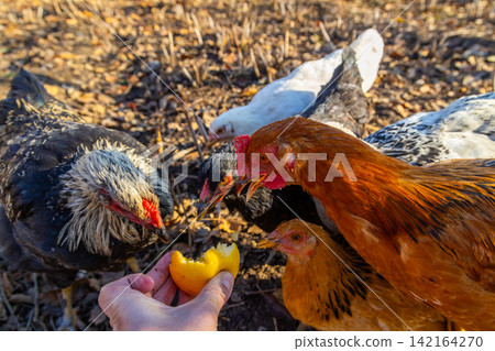 Hand Feeding Chickens Yellow Fruit Outdoors Hand Feeding Chickens Yellow Fruit Outdoors 142164270