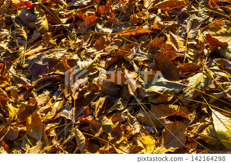 Close-Up of Dry Autumn Leaves with Sunlight Close-Up of Dry Autumn Leaves with Sunlight 142164298