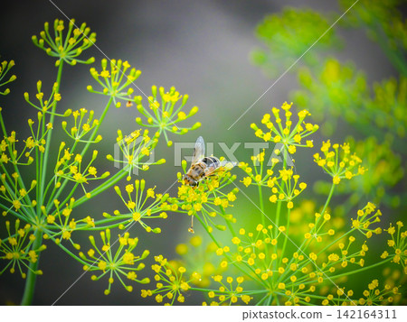 Hoverfly sitting on a yellow fennel flower in the garden. Close up of an insect pollinating a blooming herb plant of drone fly. Concept of summer nature, biology and ecology in the countryside. Hoverfly sitting on a yellow fennel flower in the garden. Close up of an insect pollinating a blooming herb plant of drone fly. Concept of summer nature, biology and ecology in the countryside. 142164311