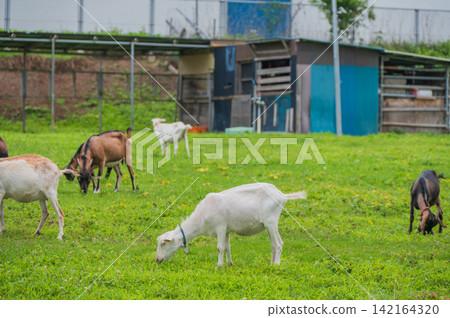Goat eating grass Goat eating grass 142164320
