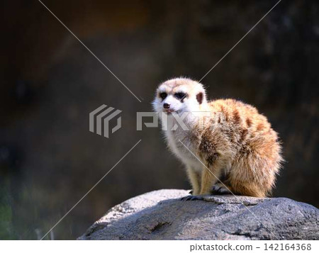 meerkat meerkat 142164368