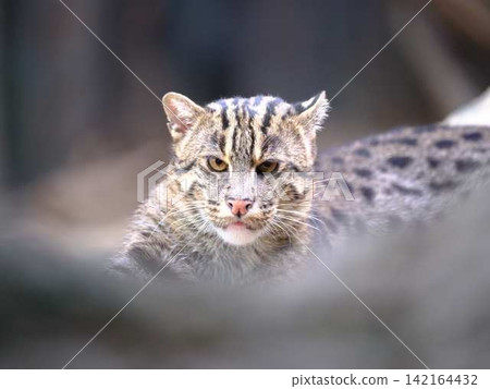 Wildcat Wildcat 142164432