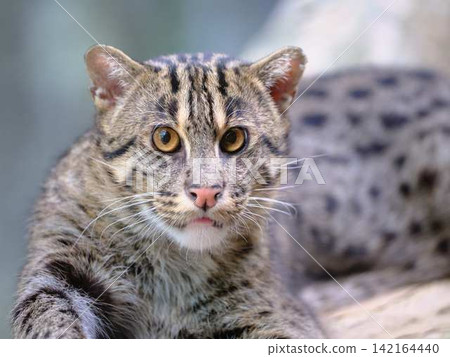 Wildcat Wildcat 142164440