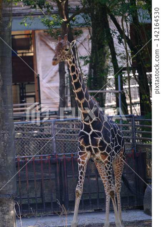 Giraffe Giraffe 142164530