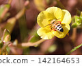 Honeybees collecting nectar from yellow flowers 142164653