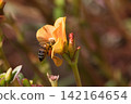 A bee perched on an orange flower. 142164654