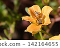 A bee collecting nectar from an orange flower. 142164655