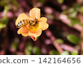 Honeybees perching on flowers to collect nectar 142164656