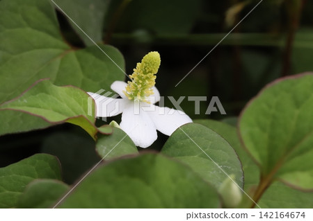 春季花園中盛開的魚腥草,其花序由簇簇黃色小花和類似白色花瓣的苞片組成。 春季花園中盛開的魚腥草,其花序由簇簇黃色小花和類似白色花瓣的苞片組成。 142164674