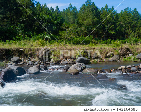 Scenic river running through a lush pine forest with tall pine tree trunks framing the fast-flowing stream under a sunny sky in Songgon, Banyuwangi. Scenic river running through a lush pine forest with tall pine tree trunks framing the fast-flowing stream under a sunny sky in Songgon, Banyuwangi. 142164683