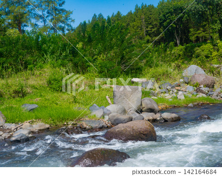 Scenic river running through a lush pine forest with tall pine tree trunks framing the fast-flowing stream under a sunny sky in Songgon, Banyuwangi. Scenic river running through a lush pine forest with tall pine tree trunks framing the fast-flowing stream under a sunny sky in Songgon, Banyuwangi. 142164684