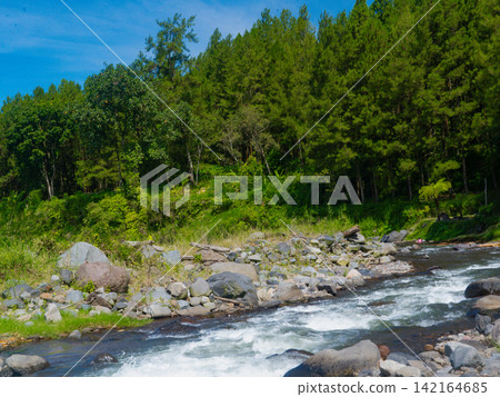 Scenic river running through a lush pine forest with tall pine tree trunks framing the fast-flowing stream under a sunny sky in Songgon, Banyuwangi. Scenic river running through a lush pine forest with tall pine tree trunks framing the fast-flowing stream under a sunny sky in Songgon, Banyuwangi. 142164685