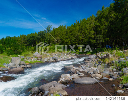 Scenic river running through a lush pine forest with tall pine tree trunks framing the fast-flowing stream under a sunny sky in Songgon, Banyuwangi. Scenic river running through a lush pine forest with tall pine tree trunks framing the fast-flowing stream under a sunny sky in Songgon, Banyuwangi. 142164686