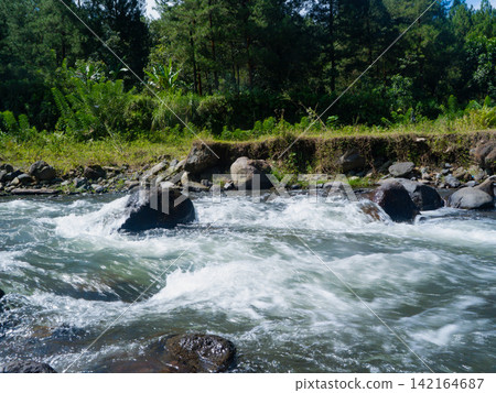 Scenic river running through a lush pine forest with tall pine tree trunks framing the fast-flowing stream under a sunny sky in Songgon, Banyuwangi. Scenic river running through a lush pine forest with tall pine tree trunks framing the fast-flowing stream under a sunny sky in Songgon, Banyuwangi. 142164687