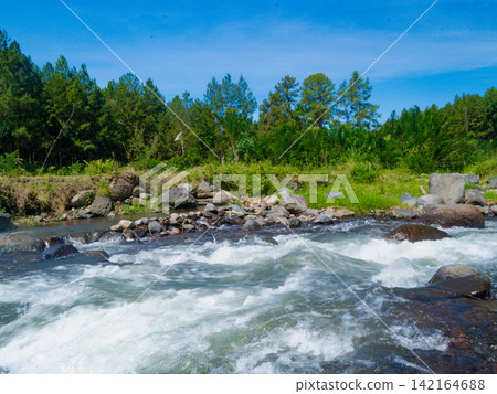 Scenic river running through a lush pine forest with tall pine tree trunks framing the fast-flowing stream under a sunny sky in Songgon, Banyuwangi. Scenic river running through a lush pine forest with tall pine tree trunks framing the fast-flowing stream under a sunny sky in Songgon, Banyuwangi. 142164688