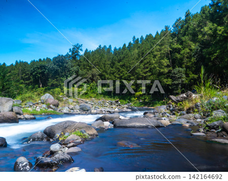 Scenic river running through a lush pine forest with tall pine tree trunks framing the fast-flowing stream under a sunny sky in Songgon, Banyuwangi. Scenic river running through a lush pine forest with tall pine tree trunks framing the fast-flowing stream under a sunny sky in Songgon, Banyuwangi. 142164692