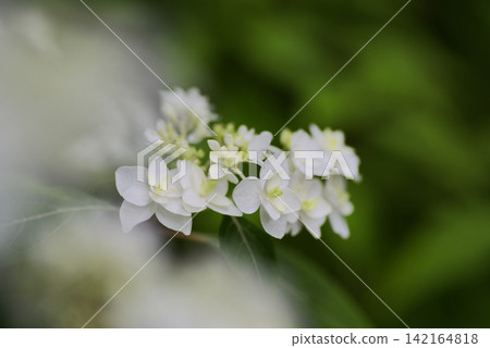 Pure white flowers blooming in silence Pure white flowers blooming in silence 142164818