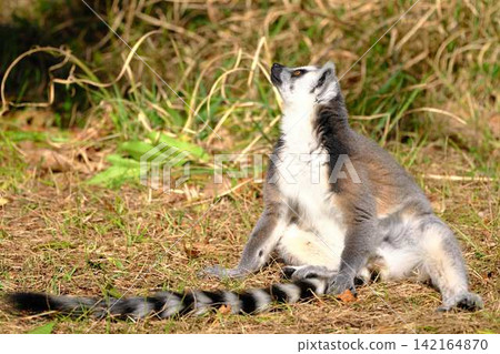 Wolverine lemur Wolverine lemur 142164870