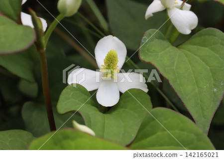春季花園中盛開的魚腥草(Houttuynia cordata)的花序有白色花瓣狀苞片和密集的黃色小花簇。 春季花園中盛開的魚腥草(Houttuynia cordata)的花序有白色花瓣狀苞片和密集的黃色小花簇。 142165021