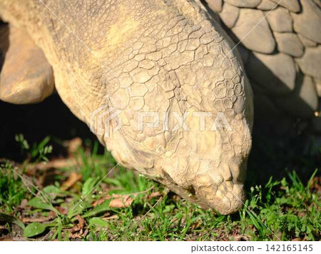 African spurred tortoise African spurred tortoise 142165145