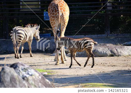 Zebra couple Zebra couple 142165321