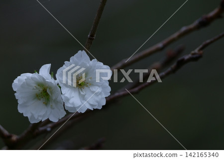 季節性櫻花 季節性櫻花 142165340