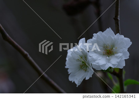 季節性櫻花 季節性櫻花 142165341