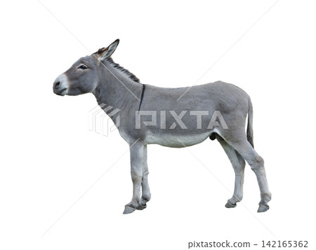 donkey house isolated on white background donkey house isolated on white background 142165362