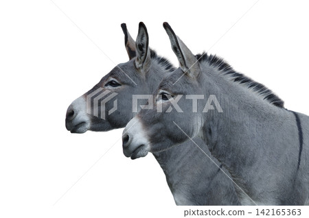 two donkey house isolated on white background two donkey house isolated on white background 142165363