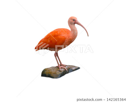 red ibis isolated on white background red ibis isolated on white background 142165364
